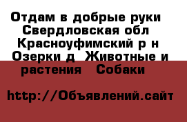 Отдам в добрые руки - Свердловская обл., Красноуфимский р-н, Озерки д. Животные и растения » Собаки   